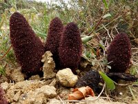 Cynomorium coccineum 12, Saxifraga-Ed Stikvoort : Albufeira