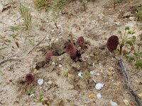 Cynomorium coccineum 13, Saxifraga-Ed Stikvoort : Albufeira