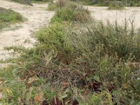 Cynomorium coccineum 15, Saxifraga-Ed Stikvoort : Albufeira