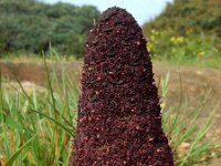 Cynomorium coccineum 16, Saxifraga-Ed Stikvoort : Vau s9900