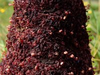 Cynomorium coccineum 6, Saxifraga-Ed Stikvoort : Vau s9900