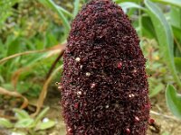 Cynomorium coccineum 7, Saxifraga-Ed Stikvoort : São Rafael s9900