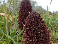 Cynomorium coccineum 8, Saxifraga-Ed Stikvoort : São Rafael s9900