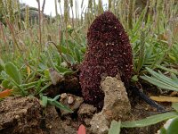 Cynomorium coccineum 9, Saxifraga-Ed Stikvoort : Albufeira