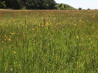 Cynosurus cristatus 19, Kamgras, Saxifraga-Hans Boll
