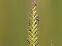 Cynosurus cristatus 2, Kamgras, Saxifraga-Luc Hoogenstein