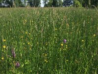 Cynosurus cristatus 35, Kamgras, Saxifraga-Hans Boll