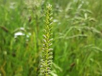 Flowering Crested dog's-tail (Cynosurus cristatus)  Flowering Crested dog's-tail (Cynosurus cristatus) : Crested dog's-tail, Cynosurus cristatus, grass, ear, ear of grass, flower, flowers, green, plant, vascular plant, summer, summertime, flowering, in flower, in bloom, blooming, beauty, beautiful, beauty in nature, growth, nature, natural, outside, outdoor, nobody, no people, wildflower, pistil, stamen, stamens