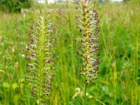 Cynosurus cristatus 50, Kamgras, Saxifraga-Hans Grotenhuis