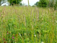 Cynosurus cristatus 51, Kamgras, Saxifraga-Hans Grotenhuis