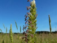 Cynosurus cristatus 53, Kamgras, Saxifraga-Ed Stikvoort