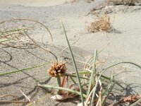 Cyperus capitata 2, Saxifraga-Rutger Barendse