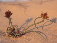 Cyperus capitatus 2, Saxifraga-Rob Felix