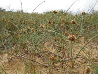 Cyperus capitatus 22, Saxifraga-Ed Stikvoort