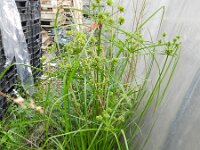 Cyperus eragrostis 12, Bleek cypergras, Saxifraga-Rutger Barendse