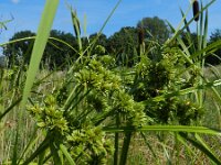 Cyperus eragrostis 15, Bleek cypergras, Saxifraga-Rutger Barendse