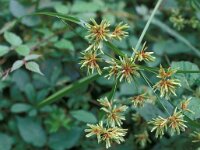 Cyperus eragrostis 2, Bleek cypergras, Saxifraga-Piet Zomerdijk