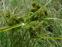 Cyperus eragrostis 20, Bleek cypergras, Saxifraga-Ed Stikvoort