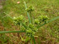 Cyperus eragrostis 22, Bleek cypergras, Saxifraga-Ed Stikvoort