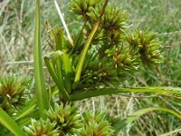 Cyperus eragrostis 25, Bleek cypergras, Saxifraga-Ed Stikvoort