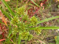 Cyperus eragrostis 3, Bleek cypergras, Saxifraga-Peter Meininger