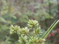 Cyperus eragrostis 5, Bleek cypergras, Saxifraga-Rutger Barendse