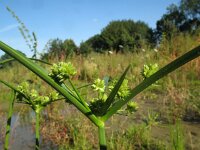 Cyperus eragrostis 7, Bleek cypergras, Saxifraga-Rutger Barendse