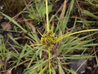 Cyperus eragrostis 9, Bleek cypergras, Saxifraga-Peter Meininger