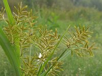Cyperus esculentus 10, Knolcyperus, Saxifraga-Jelle van Dijk