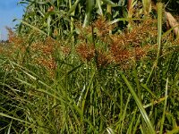 Cyperus esculentus 12, Knolcyperus, Saxifraga-Ed Stikvoort : Beuningerwaard en Ewijkplaat s9900