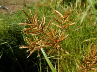 Cyperus esculentus 13, Knolcyperus, Saxifraga-Ed Stikvoort : Beuningerwaard en Ewijkplaat s9900
