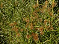 Cyperus esculentus 16, Knolcyperus, Saxifraga-Ed Stikvoort : Beuningerwaard en Ewijkplaat s9900