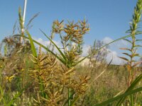 Cyperus esculentus 2, Knolcyperus, Saxifraga-Rutger Barendse
