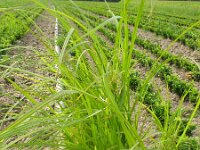 Cyperus esculentus 3, Knolcyperus, Saxifraga-Rutger Barendse