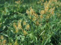 Cyperus esculentus 4, Knolcyperus, Saxifraga-Piet Zomerdijk
