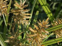 Cyperus esculentus 5, Knolcyperus, Saxifraga-Rutger Barendse