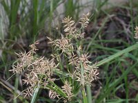 Cyperus esculentus 6, Knolcyperus, Saxifraga-Rutger Barendse