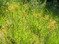 Cyperus esculentus 8, Knolcyperus, Saxifraga-Rutger Barendse
