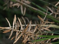 Cyperus esculentus 9, Knolcyperus, Saxifraga-Rutger Barendse