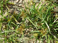 Cyperus flavescens 1, Geel cypergras, Saxifraga-Jasenka Topic