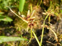 Cyperus fuscus 5, Bruin cypergras, Saxifraga-Rutger Barendse
