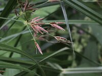 Cyperus longus 10, Rood cypergras, Saxifraga-Peter Meininger