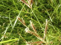 Cyperus longus 11, Rood cypergras, Saxifraga-Jasenka Topic