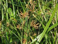 Cyperus longus 12, Rood cypergras, Saxifraga-Rutger Barendse