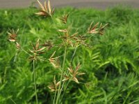 Cyperus longus 13, Rood cypergras, Saxifraga-Rutger Barendse