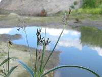 Cyperus longus 14, Rood cypergras, Saxifraga-Rutger Barendse