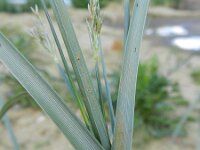 Cyperus longus 15, Rood cypergras, Saxifraga-Rutger Barendse
