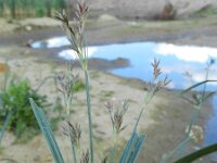 Cyperus longus 17, Rood cypergras, Saxifraga-Rutger Barendse