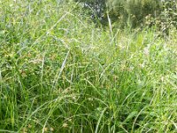Cyperus longus 18, Rood cypergras, Saxifraga-Rutger Barendse