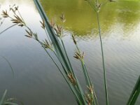 Cyperus longus 2, Rood cypergras, Saxifraga-Rutger Barendse